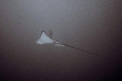 Ray and Remora in open water. Red Sea. by Dominic Mowbray 